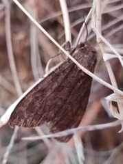 Olepa ricini