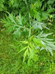 Artemisia vulgaris