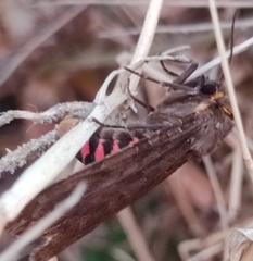 Olepa ricini