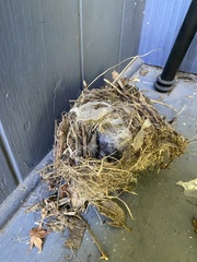 Thryomanes bewickii calophonus