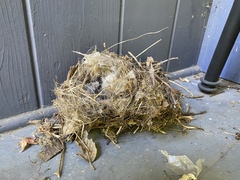 Thryomanes bewickii calophonus