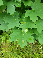 Acer platanoides