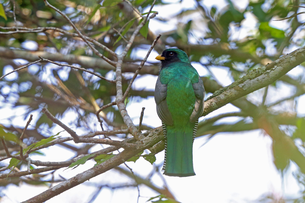 Collared Trogon