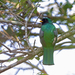 Northern Collared Trogon - Photo (c) Nigel Voaden, some rights reserved (CC BY)
