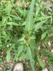 Cirsium oleraceum