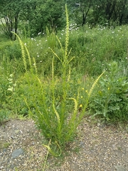 Reseda luteola