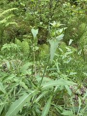 Cirsium oleraceum