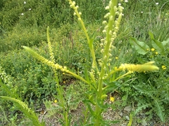 Reseda luteola