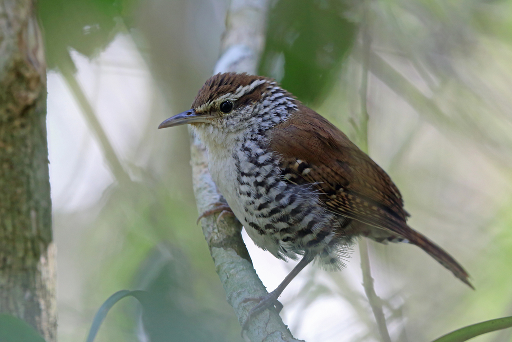 Banded Wren (Thryophilus pleurostictus) photo