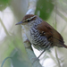 Banded Wren - Photo (c) Nigel Voaden, some rights reserved (CC BY)