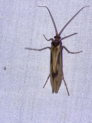 Platycentropus radiatus