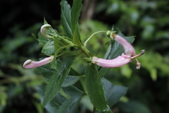 Centropogon cornutus