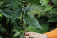 Centropogon cornutus