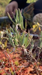 Andromeda polifolia glaucophylla
