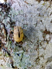 Platypleura kaempferi