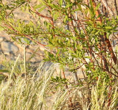 Spiraea hypericifolia