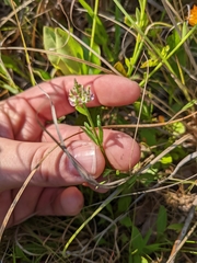 Polygala brevifolia