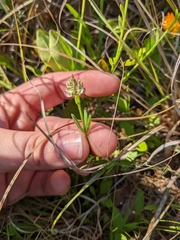 Polygala brevifolia
