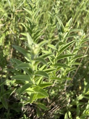 Pentanema germanicum