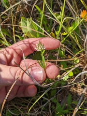 Polygala brevifolia