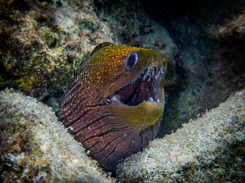 Undulated Moray — seen at this dive site