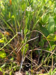 Polygala brevifolia
