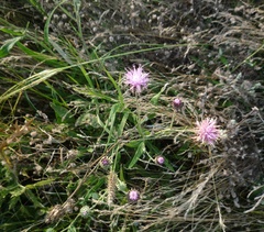 Jurinea salicifolia
