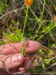 Polygala brevifolia
