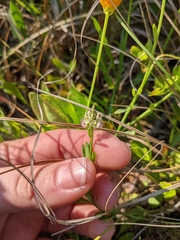 Polygala brevifolia