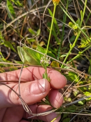 Polygala brevifolia