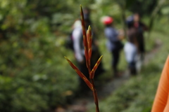 Vriesea