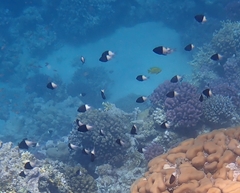 Pycnochromis dimidiatus