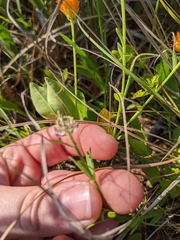 Polygala brevifolia