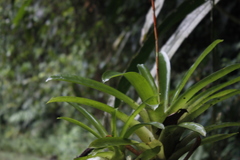 Vriesea