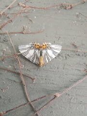 Callabraxas compositata