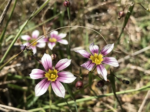 Sisyrinchium micranthum