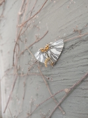 Callabraxas compositata