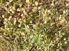 Trifolium cherleri