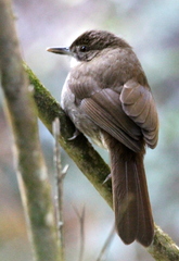 Terrestrial Brownbul photo 4