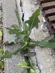 Lactuca serriola