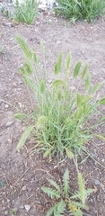 Agropyron cristatum