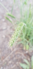 Agropyron cristatum