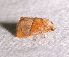 Apoda rectilinea