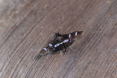 Desmia benealis