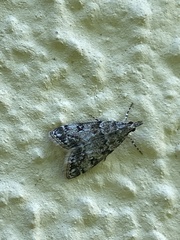 Eudonia lacustrata