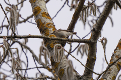 Ficedula hypoleuca