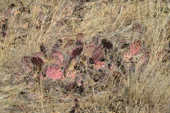 Opuntia macrocentra
