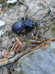 Carabus gyllenhalii