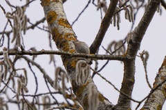 Ficedula hypoleuca