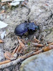 Carabus gyllenhalii